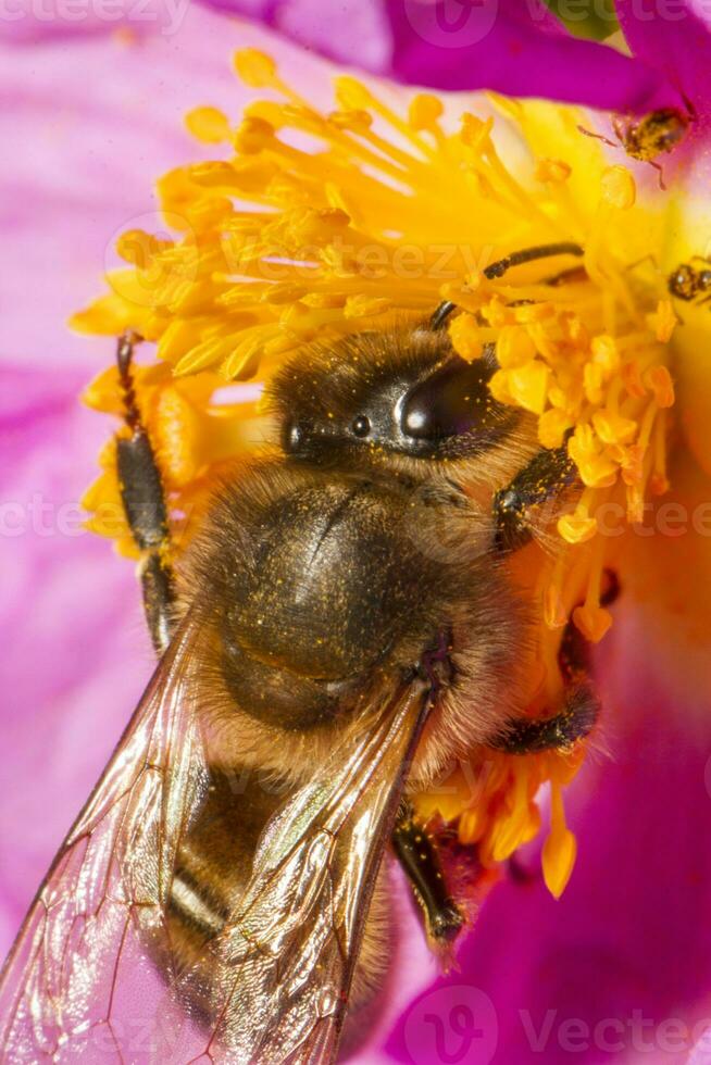 honung bi pollinator foto