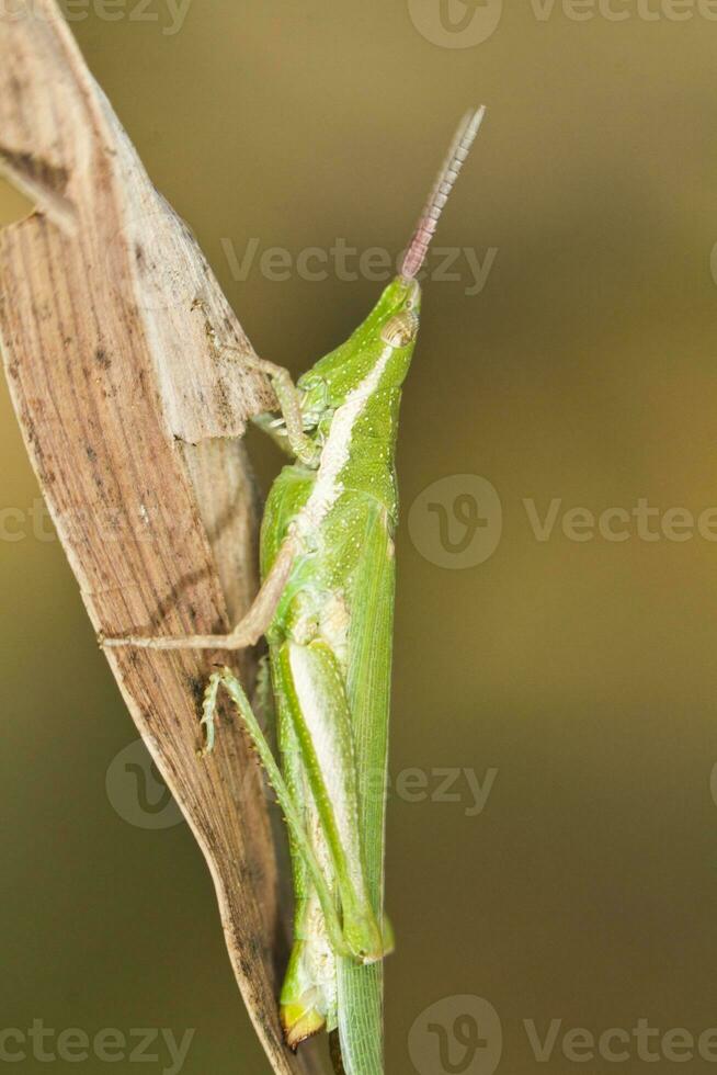 grön gräshoppa - pyrgomorpha konika foto