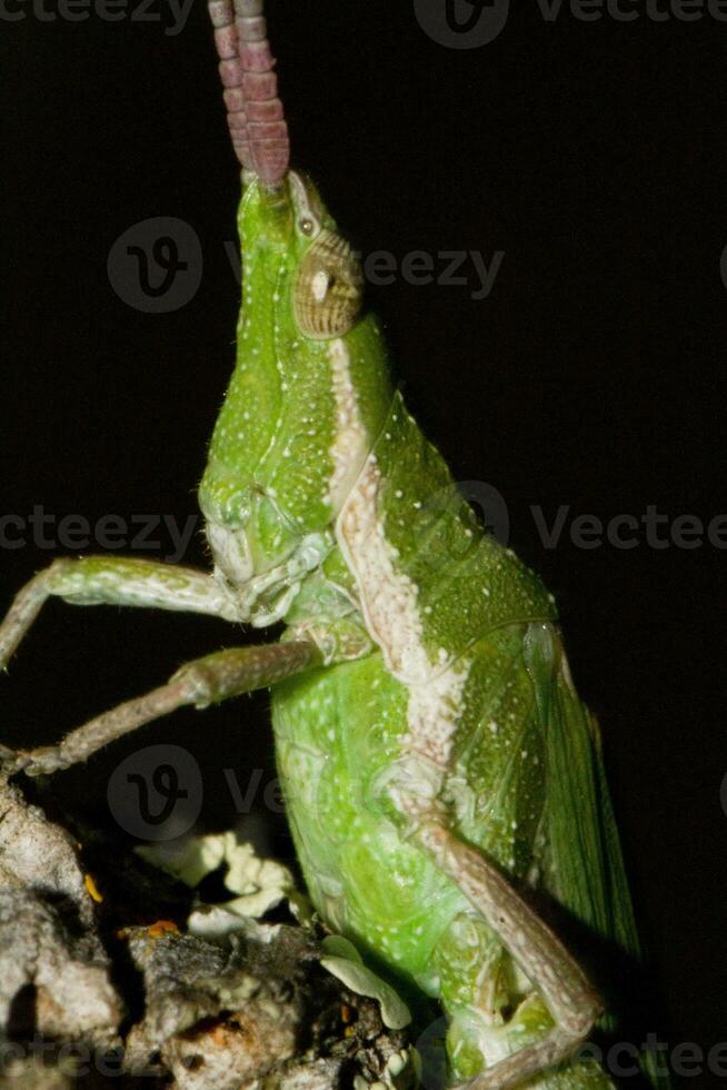 grön gräshoppa - pyrgomorpha konika foto