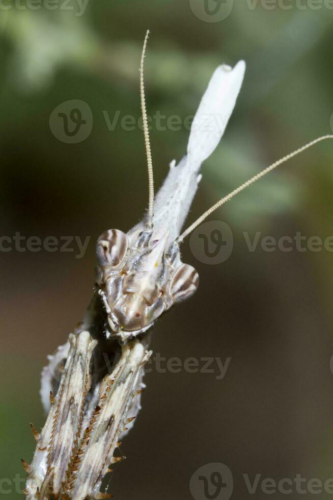 empusa pennata stänga upp foto