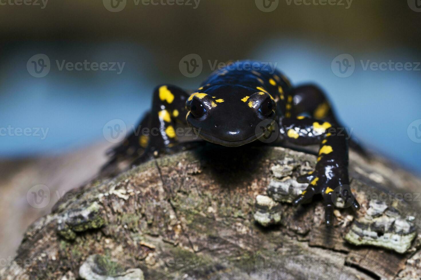 brand salamander stänga upp foto