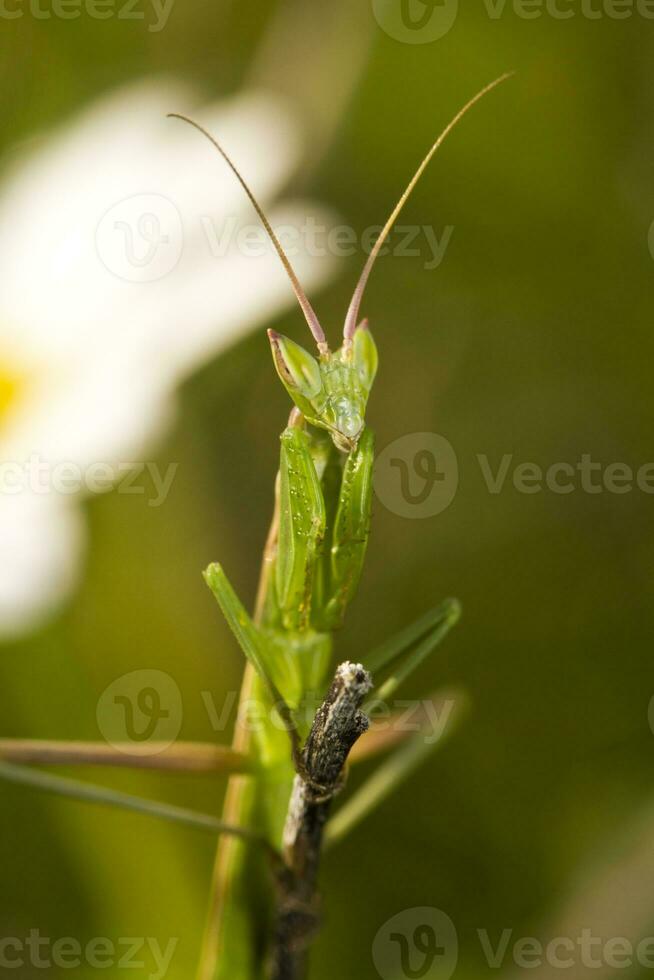 europeisk dvärg- bönsyrsa - ameles spallanzania foto