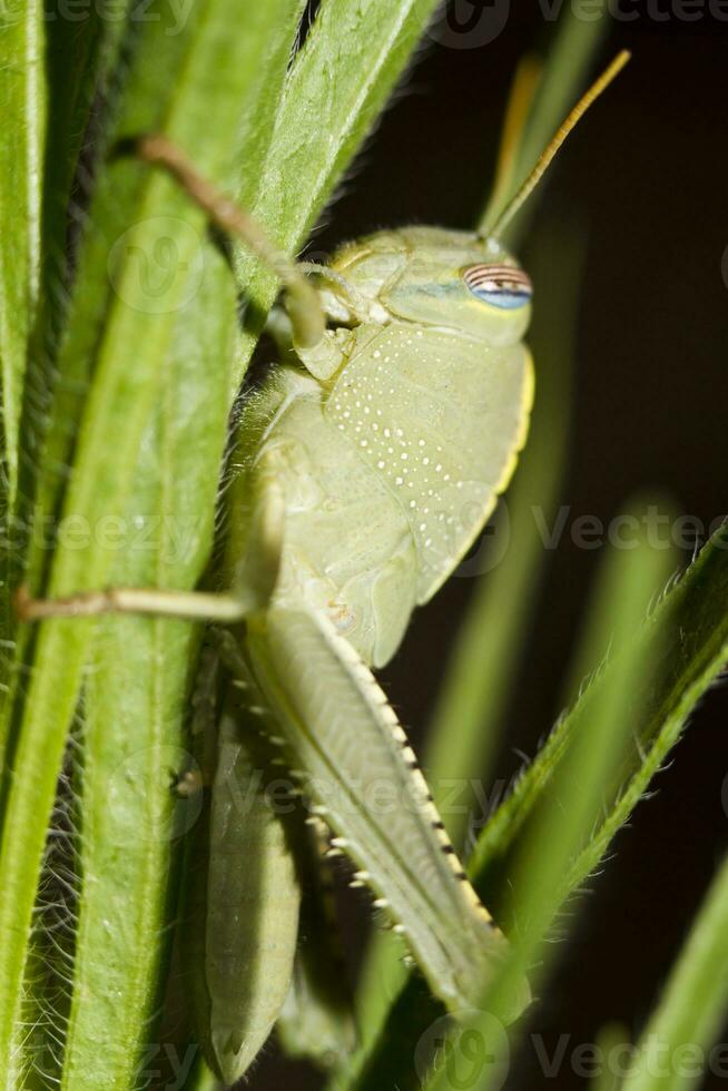 egyptisk gräshoppa - anakridium aegyptium foto