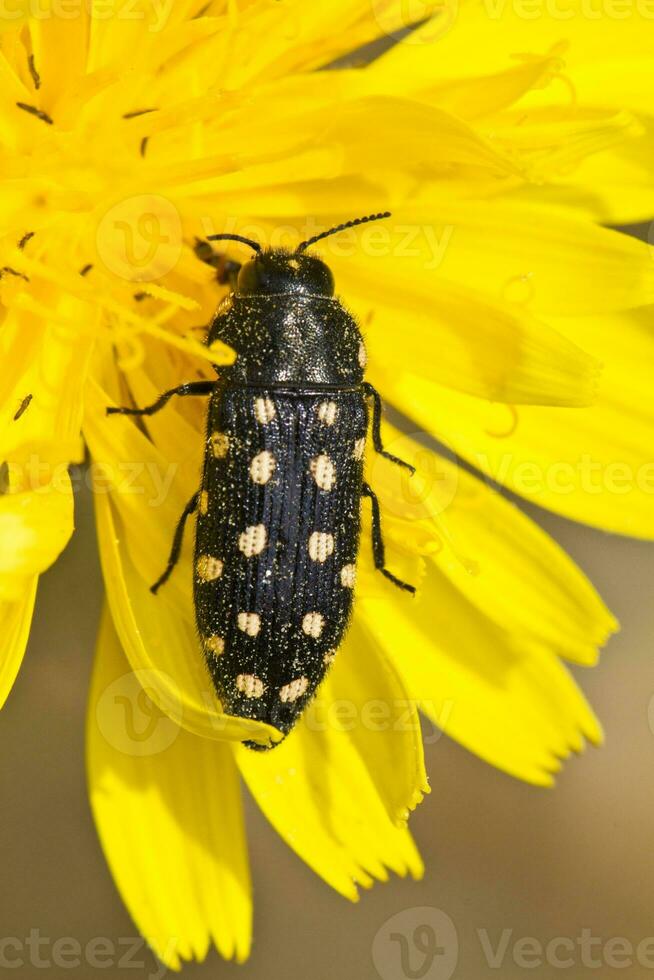 skalbagge - acmaeodera degenerera foto