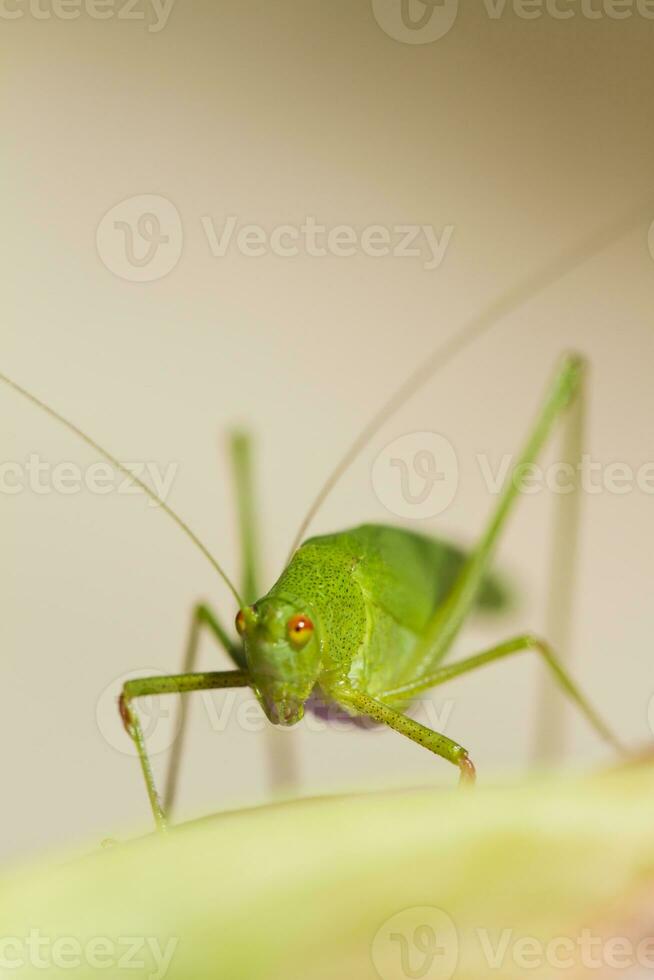 skärebärande bush-cricket - faneroptera falcata foto
