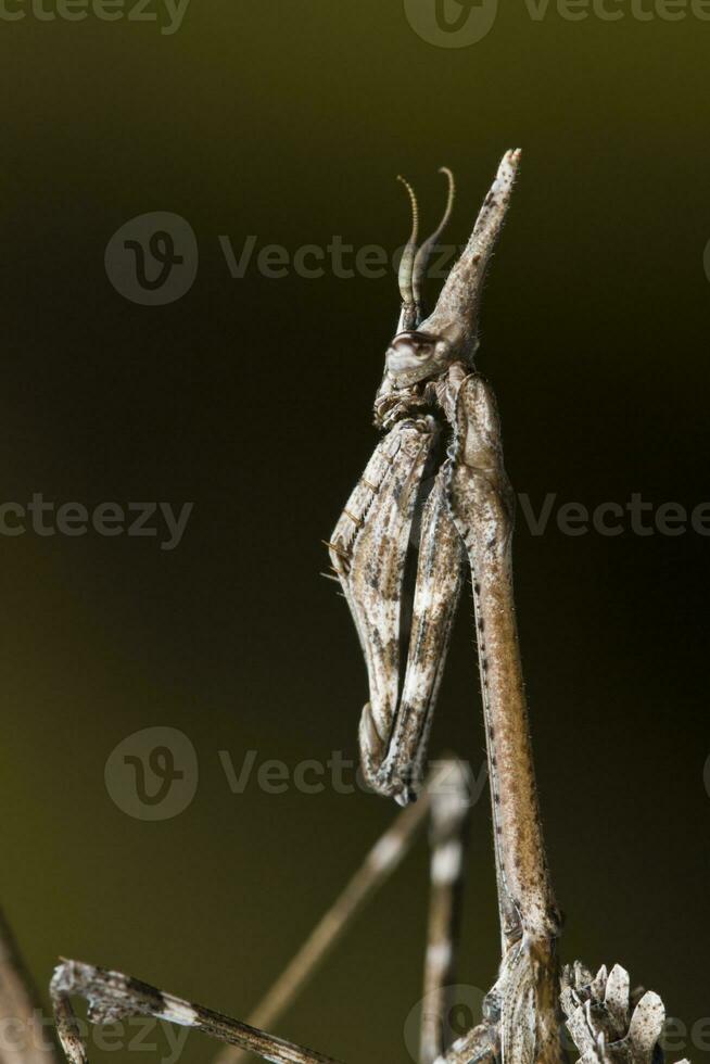 bönsyrsa palo - empusa pennata foto