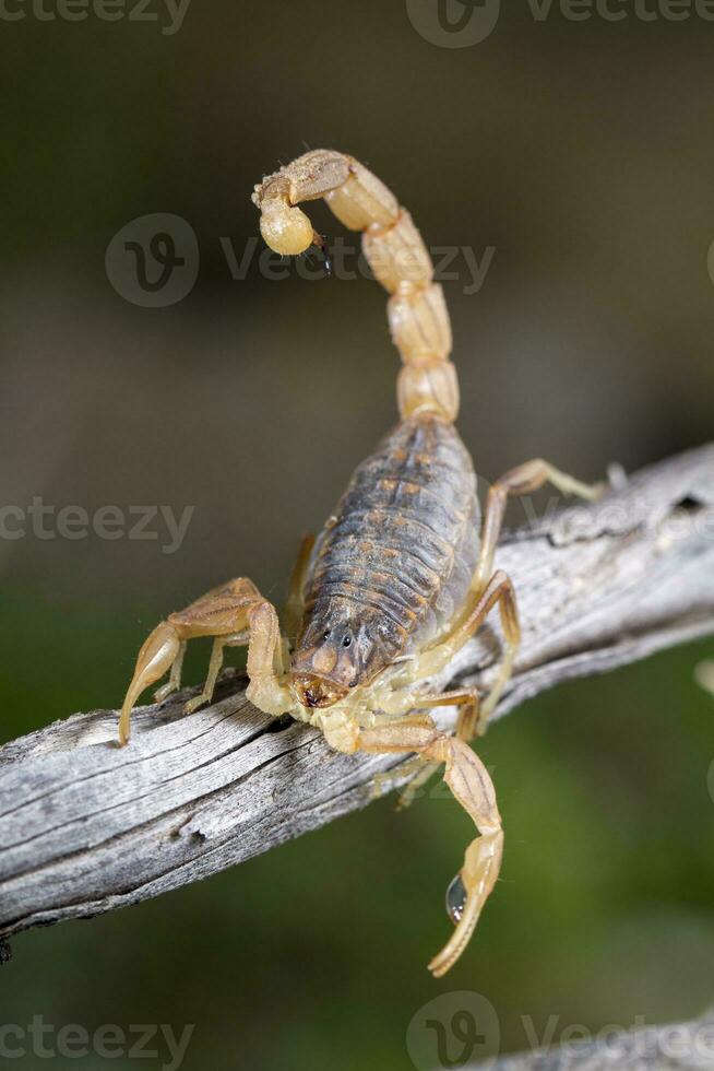 buthus scorpion - scorpio occitanus foto