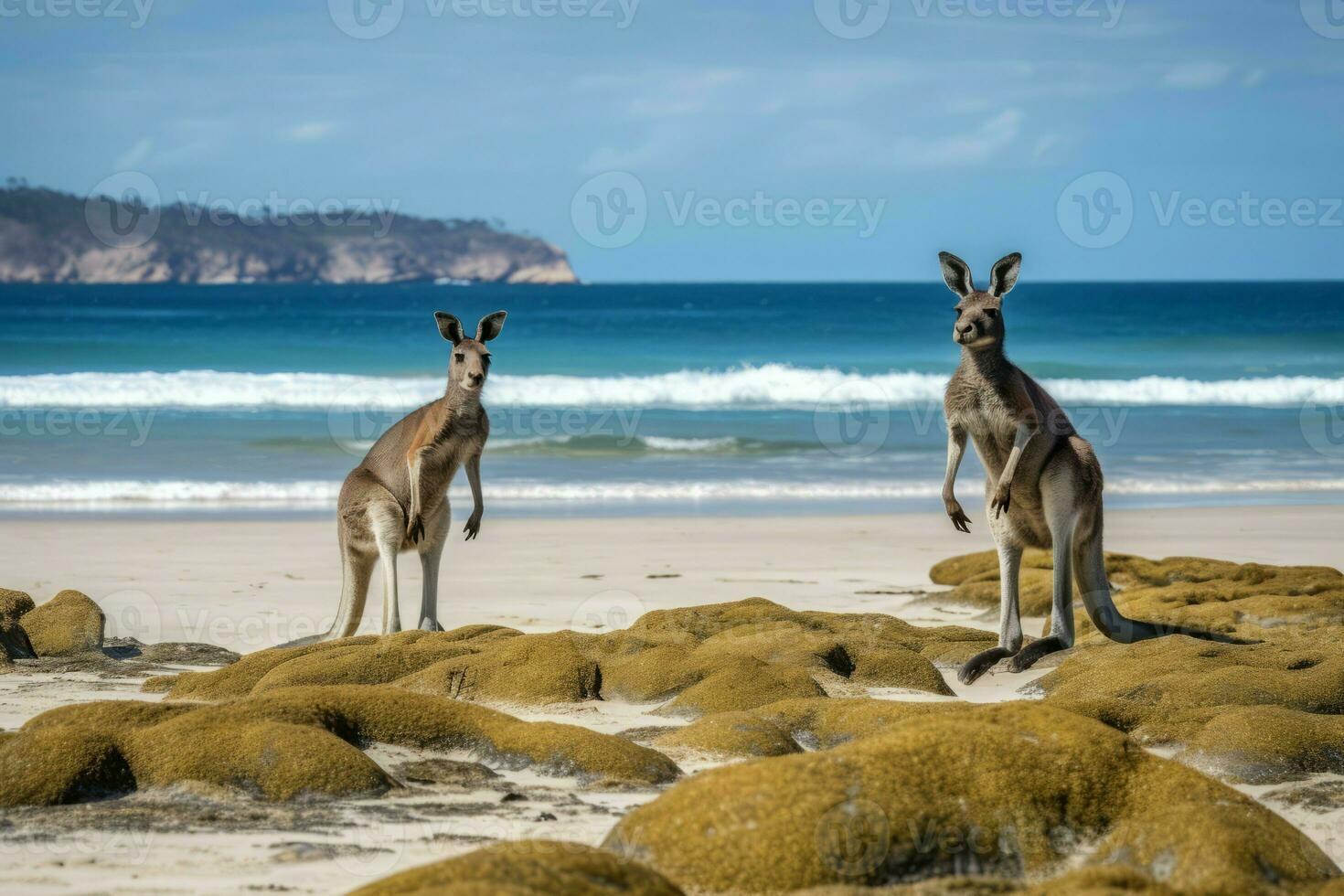 australier kängurur strand sten. generera ai foto