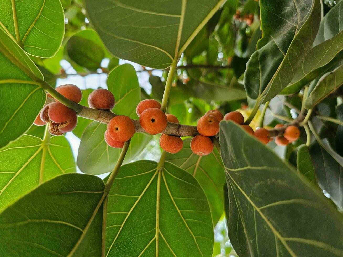 röd färgad frukt på de träd, ficus benghalensis, vanligen känd som de banyan, banyan fikon foto