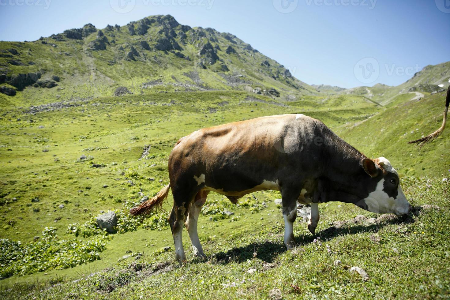 Oxen, platådjur och djur, ekologiska foto