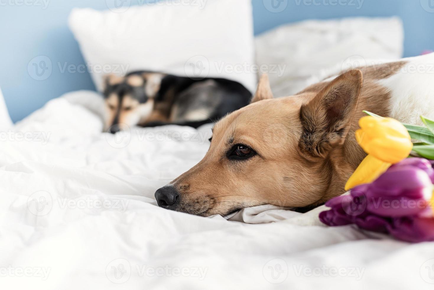 söt hund som ligger på sängen med en bukett tulpaner foto