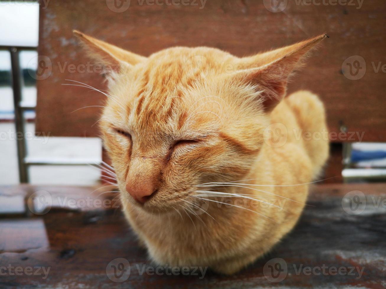 närbild orange katt sover på en stol i thailand. foto