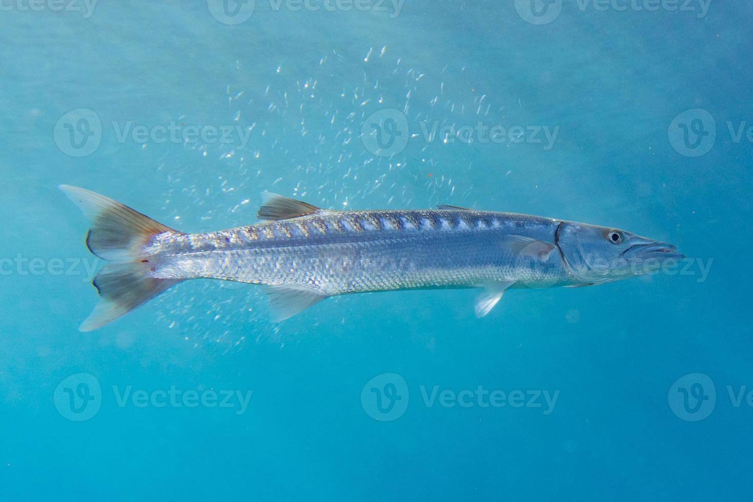 fiskar simmar i Röda havet, färgglada fiskar, Eilat Israel foto