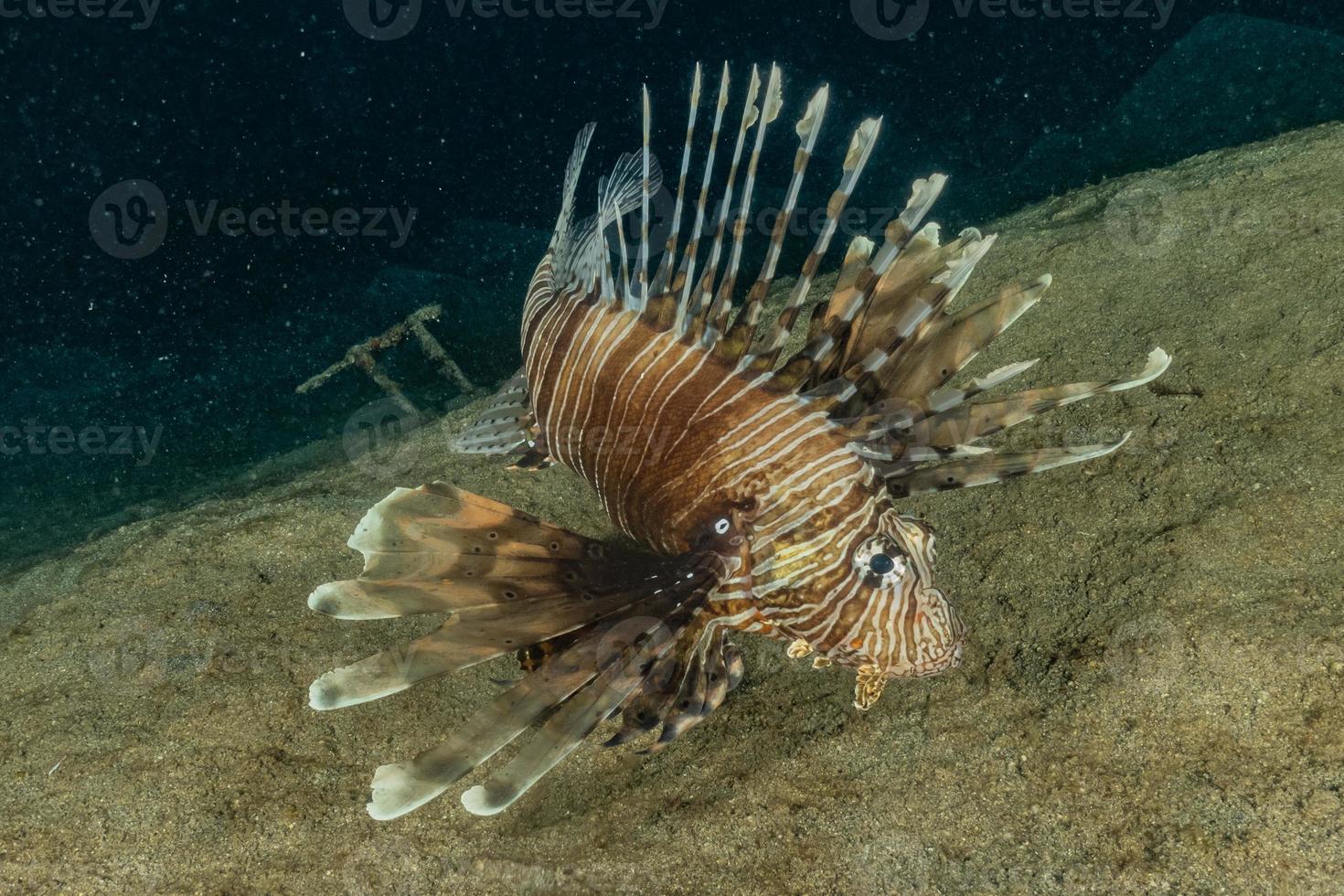 lionfish i Röda havet färgglada fiskar, eilat israel foto