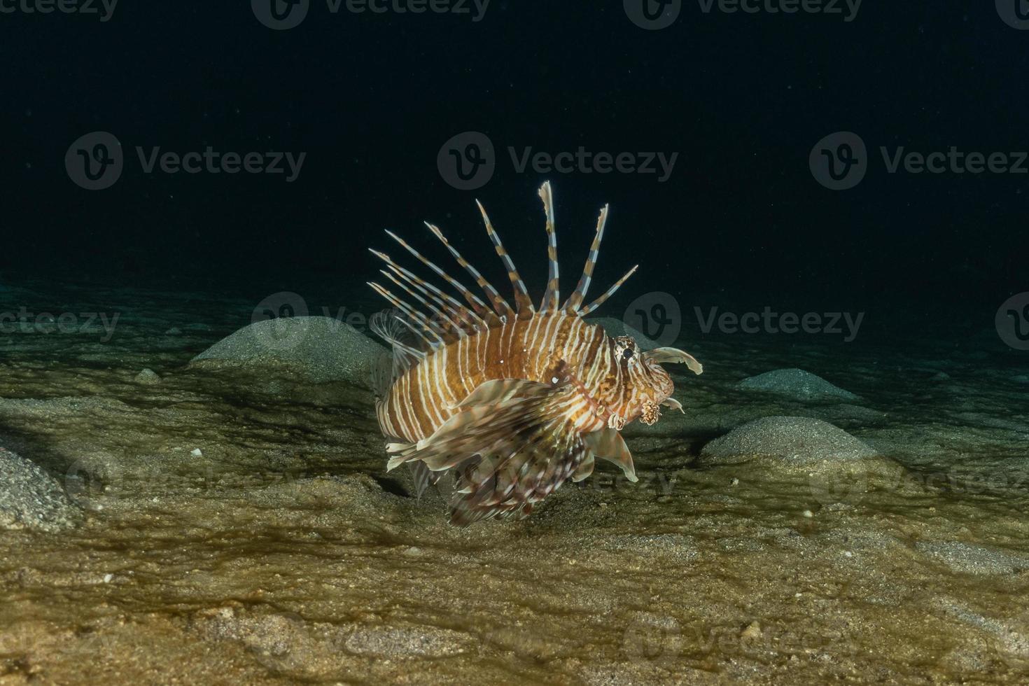 lionfish i Röda havet färgglada fiskar, eilat israel foto