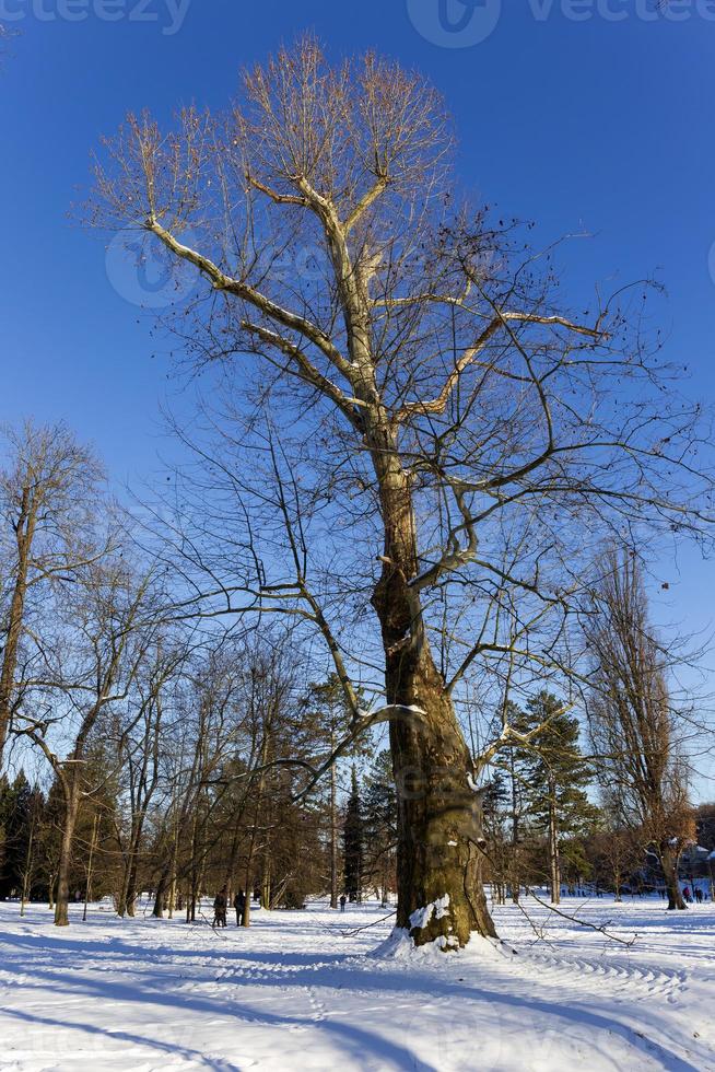 den största parken i prag stromovka under den snöiga vintern foto