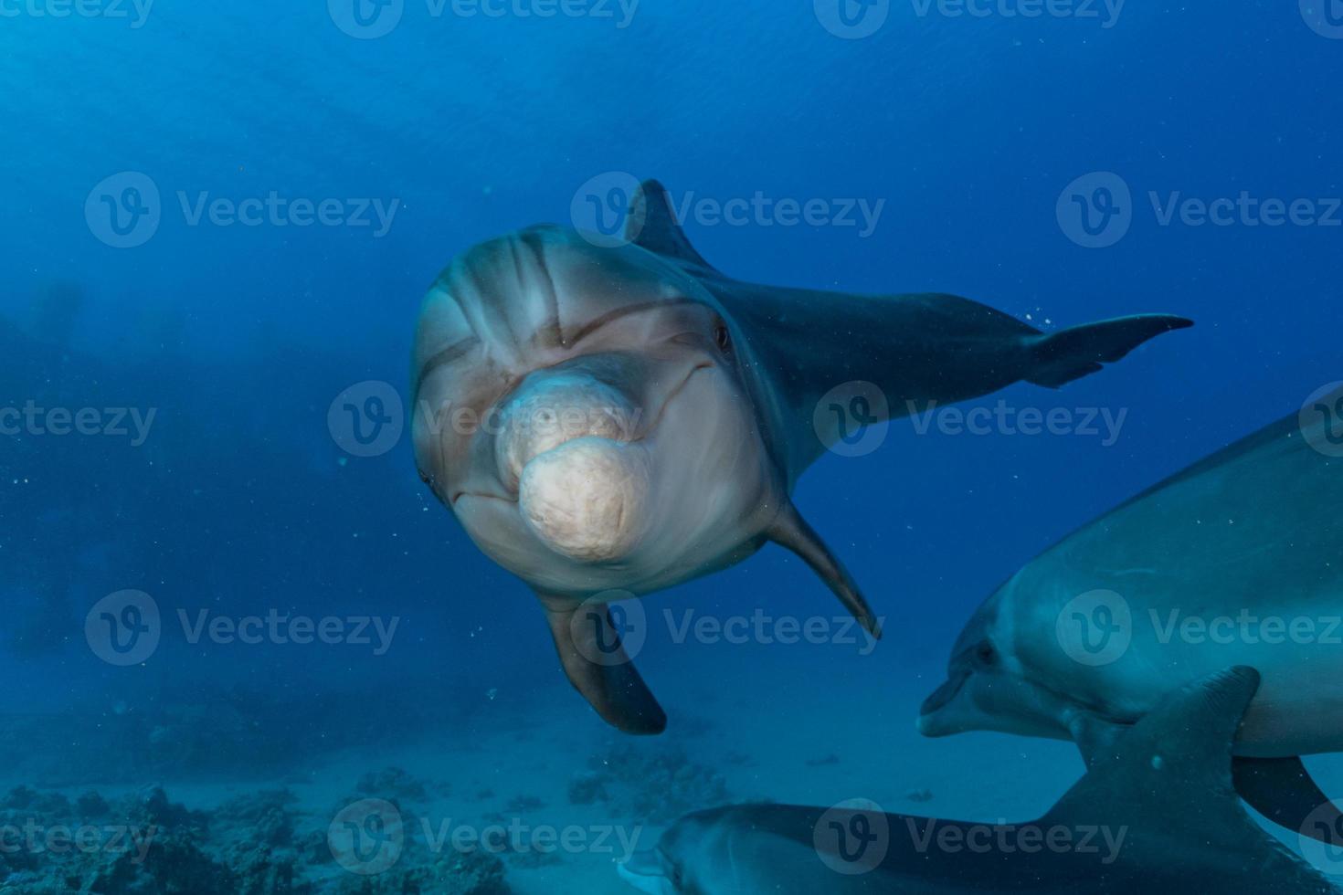 delfin som simmar i Röda havet, Eilat Israel foto