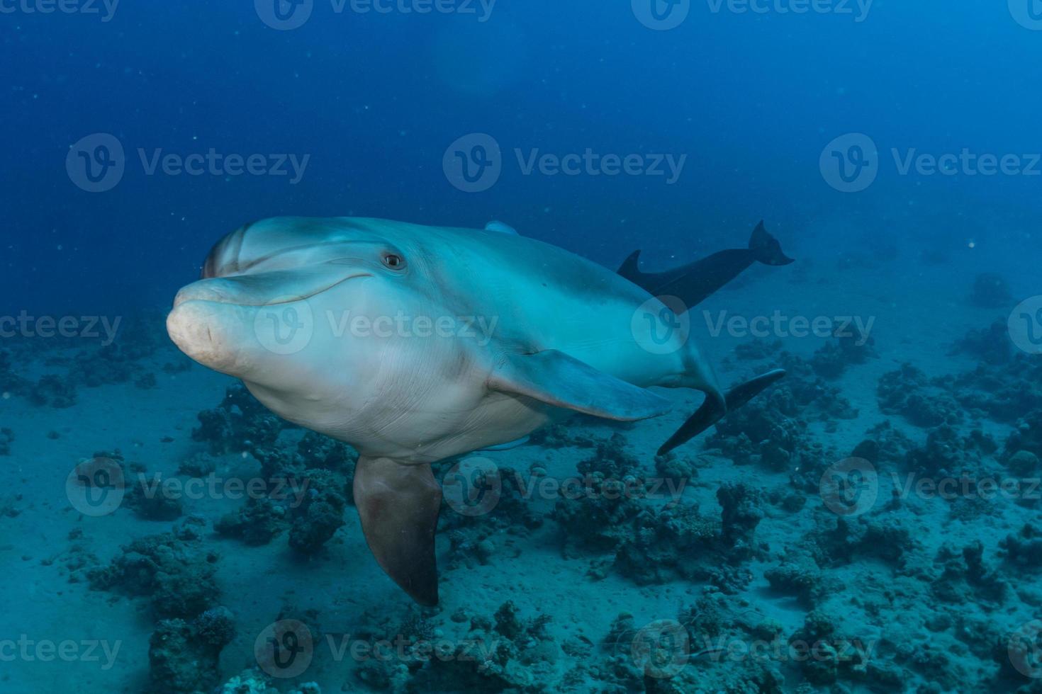 delfin som simmar i Röda havet, Eilat Israel foto