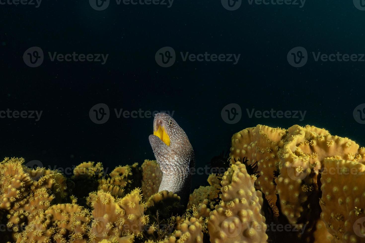 moray ål mooray lycodontis undulatus i Röda havet, eilat israel foto