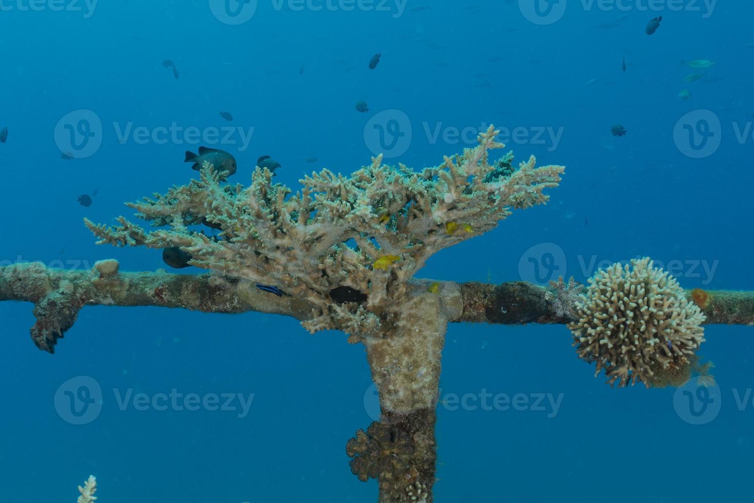 korallrev och vattenväxter i Röda havet, eilat israel foto