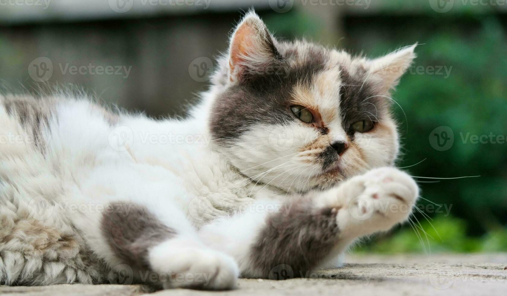 söt kattunge är Framställ i de Hem trädgård på luton, England Storbritannien foto
