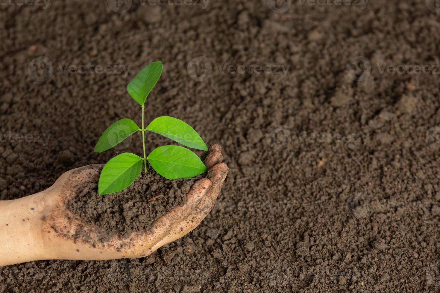 hand plantera plantor i marken världen ozon dag koncept foto