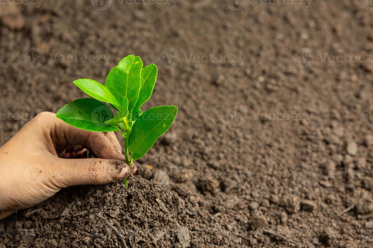 hand plantera plantor i marken världen ozon dag koncept foto