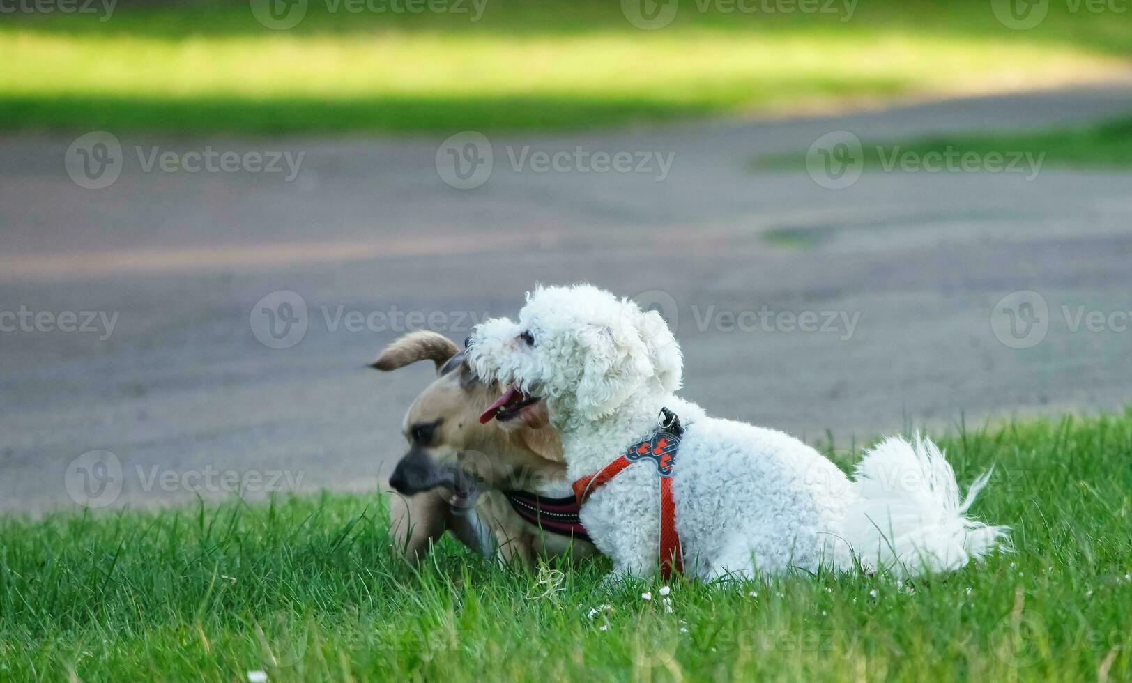 söt sällskapsdjur hund på promenad på lokal- offentlig parkera av London England Storbritannien. foto