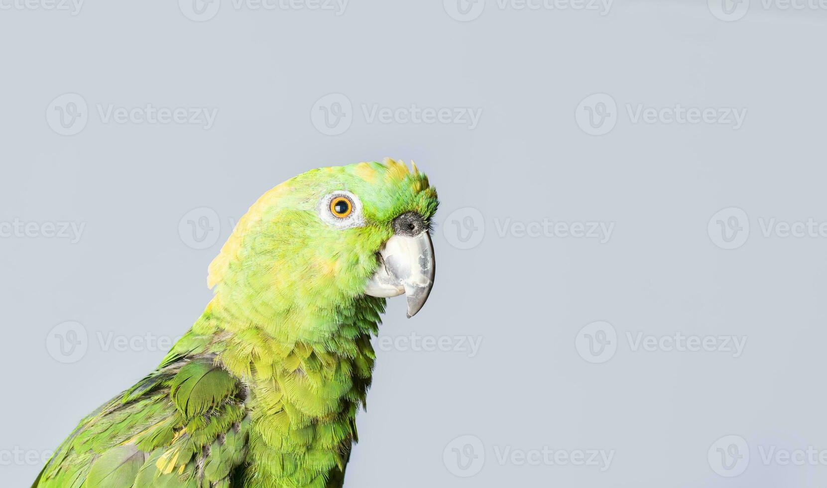 närbild av en grön fjäder papegoja, en grön psittacoidea i vit bakgrund, närbild av en grön papegoja öga med kopia Plats foto