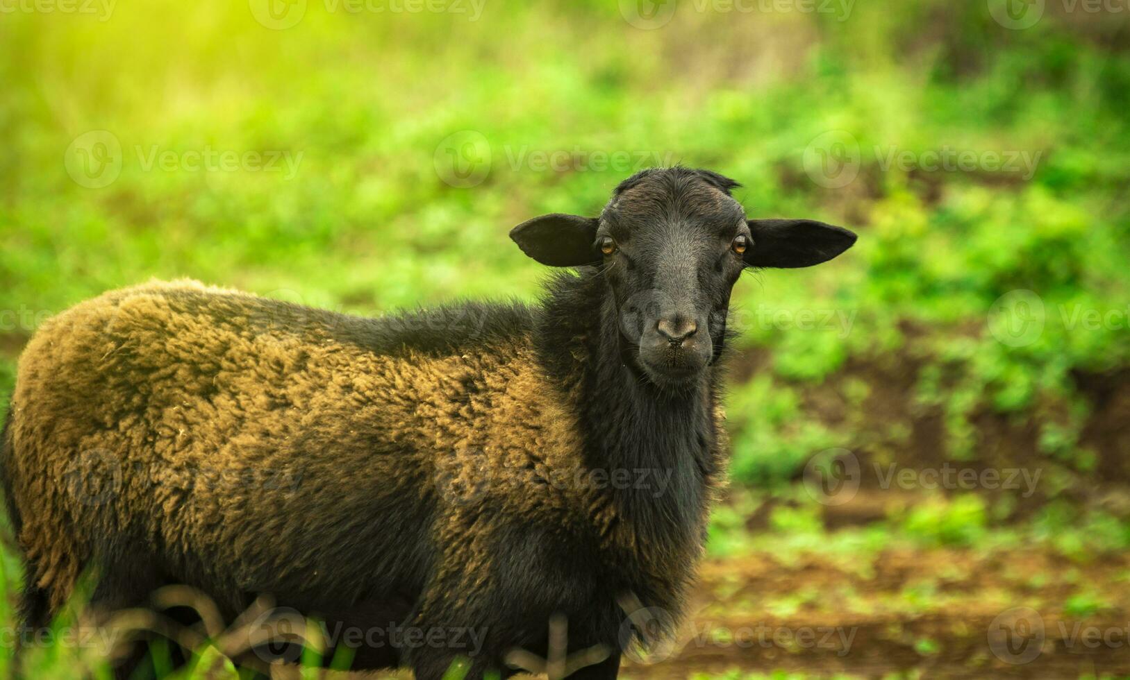Foto av en får äter gräs, porträtt av en får i de fält, stänga upp av en par av får i de fält