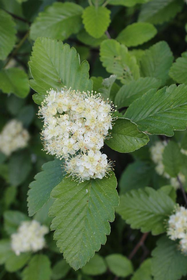 vita viburnumblommor bland gröna blad foto