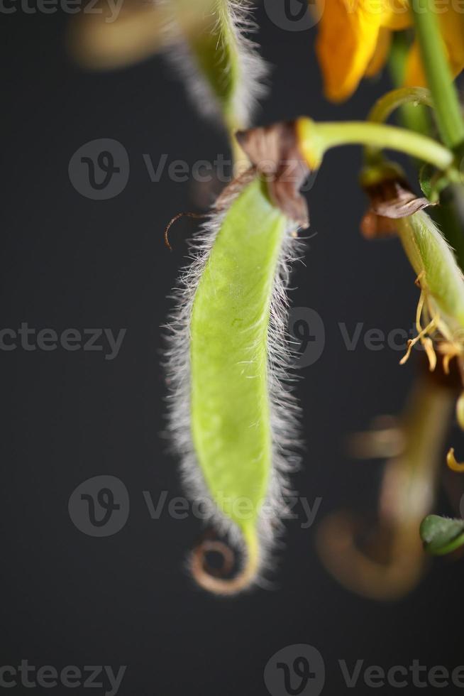 blomma blomma närbild spartium jenceum familjen leguminosae botanik foto