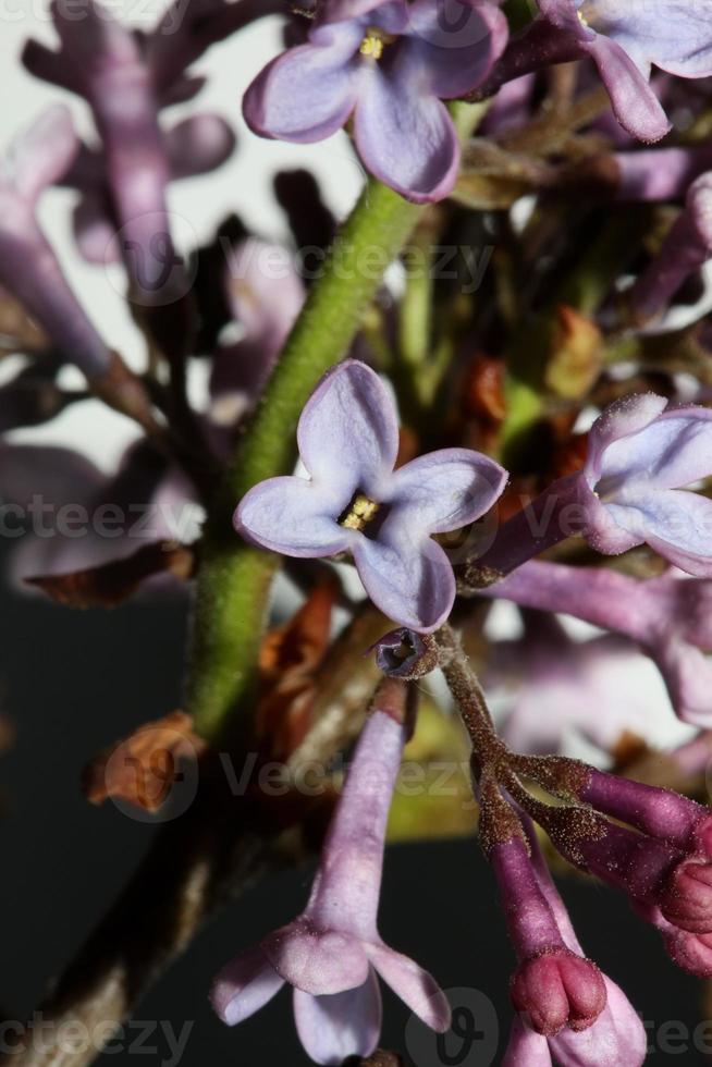 blomma blomma makro bakgrund syringa vulgaris familj oleaceae tryck foto