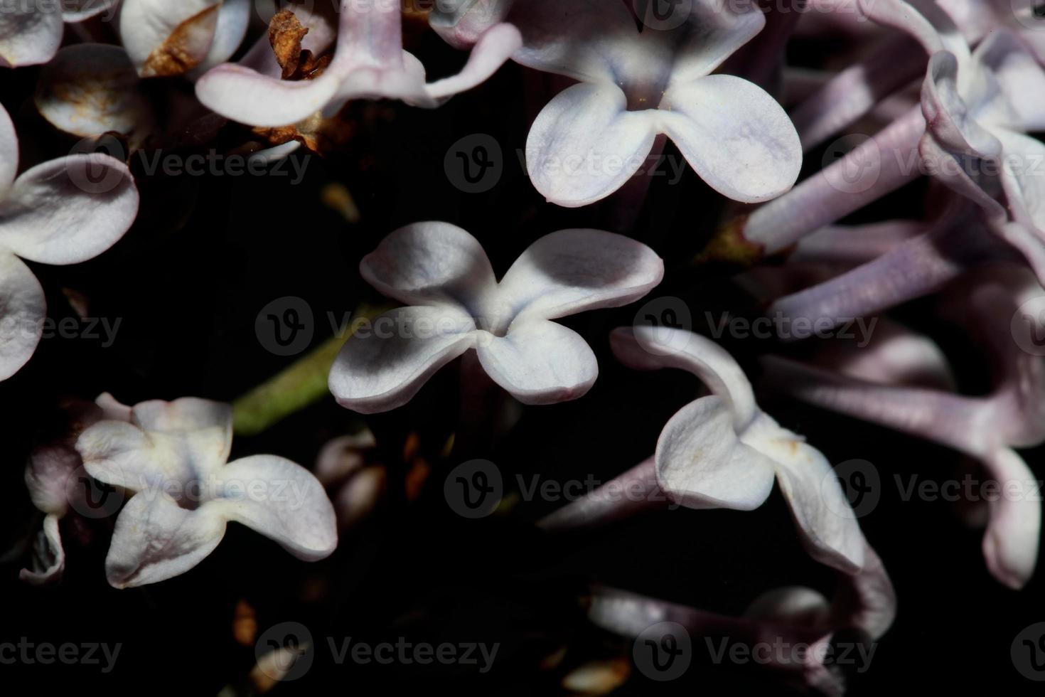 blomma blomma makro bakgrund syringa vulgaris familj oleaceae tryck foto