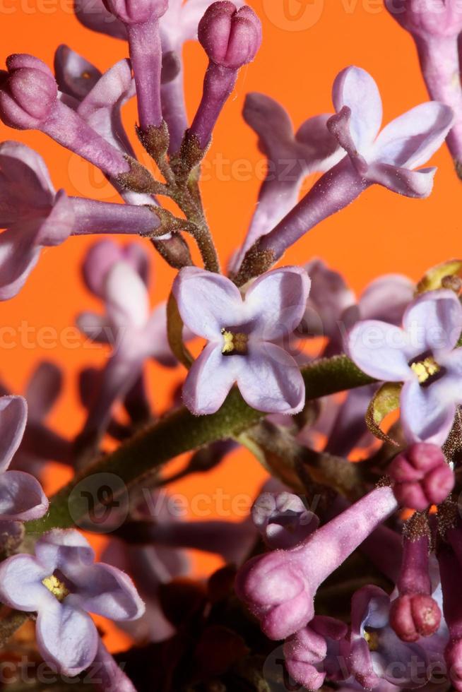 blomma blomma makro bakgrund syringa vulgaris familj oleaceae tryck foto