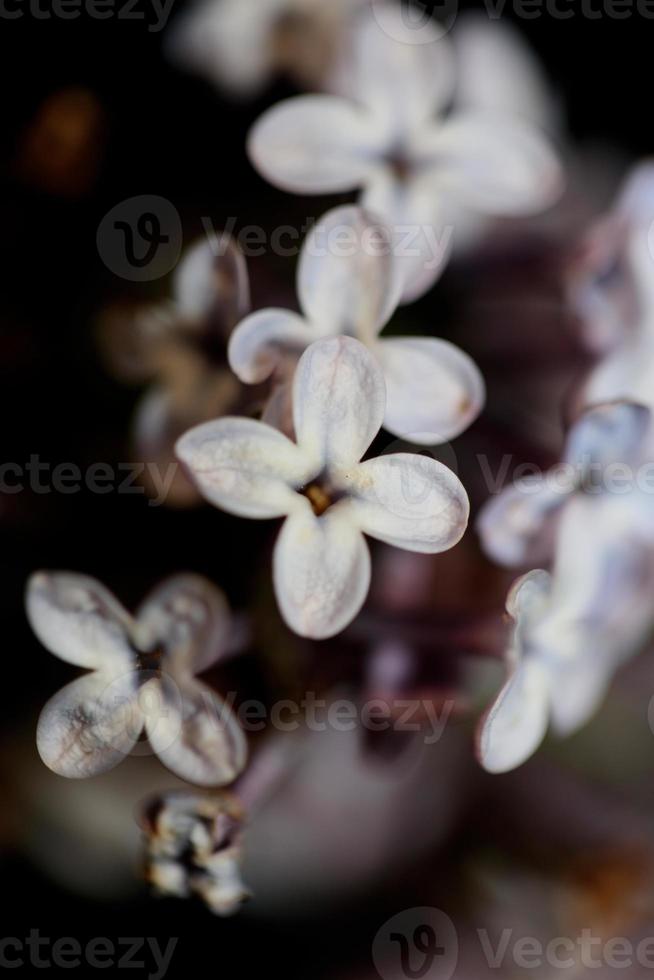 blomma blomma närbild bakgrund syringa vulgaris familj oleaceae foto