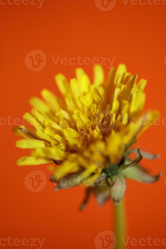 vild blomma blomma närbild taraxacum officinale maskros asteraceae foto