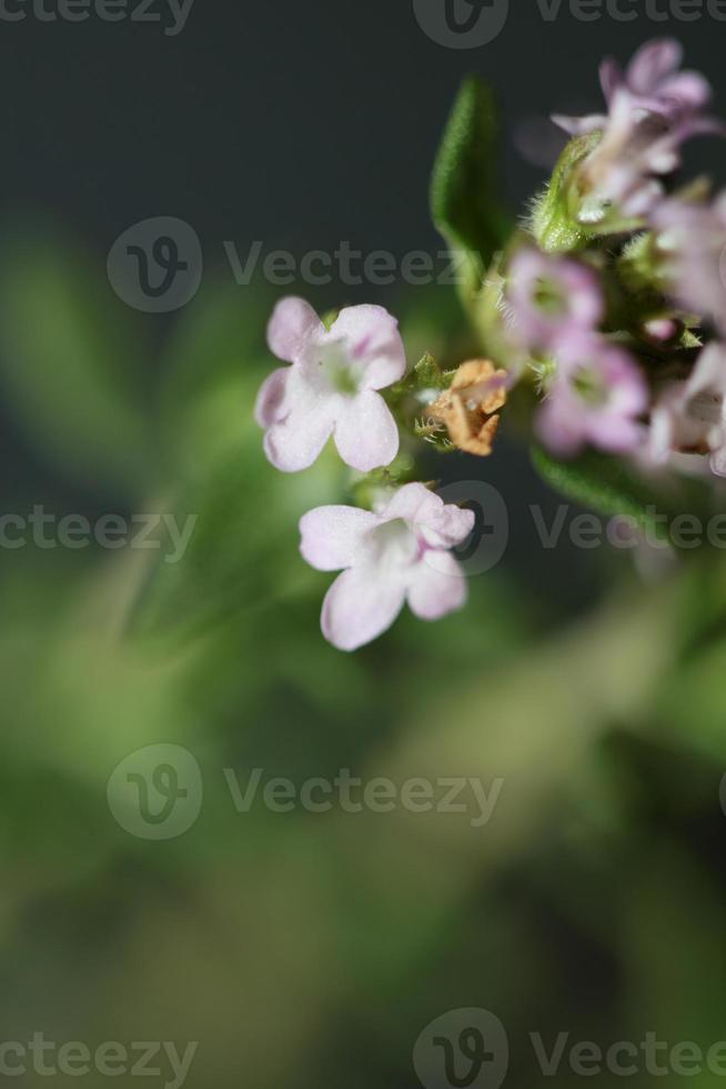 blomma blomma närbild thymus vulgaris familj lamiaceae bakgrund foto