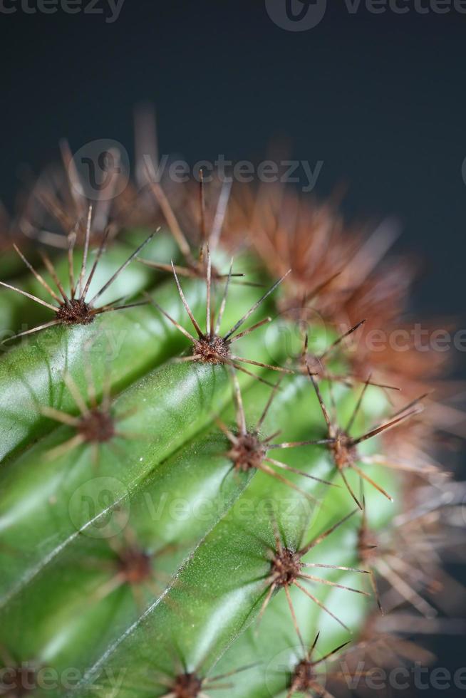 kaktus närbild stenocereus thurberi familj cactaceae moderna botaniska foto