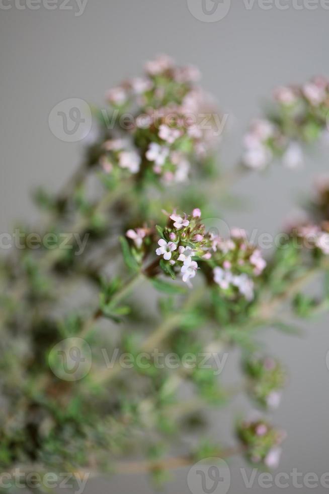 blomma blomma närbild thymus vulgaris familj lamiaceae bakgrund foto