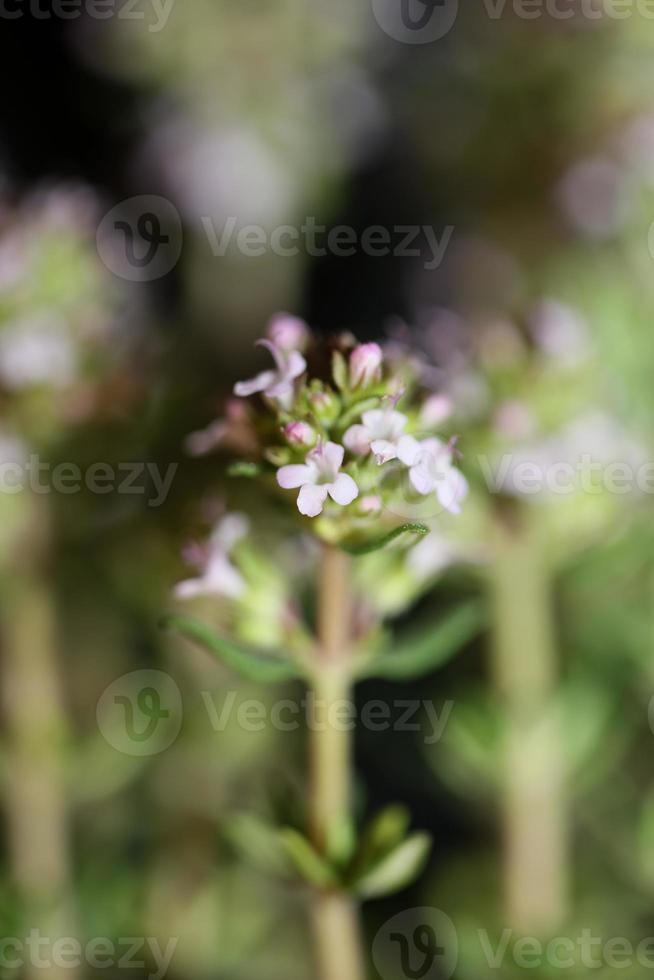 blomma blomma närbild thymus vulgaris familj lamiaceae bakgrund foto