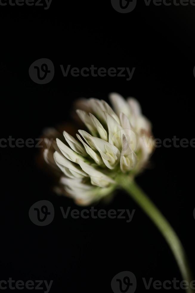 blomma blomma närbild bakgrund trifolium nigrescens leguminosae foto