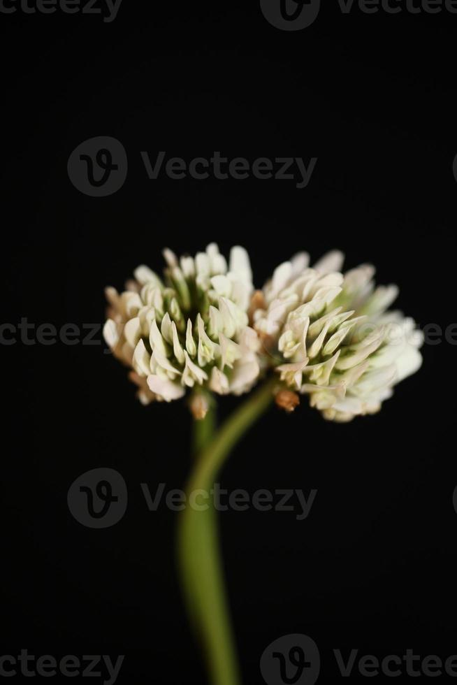 blomma blomma närbild bakgrund trifolium nigrescens leguminosae foto