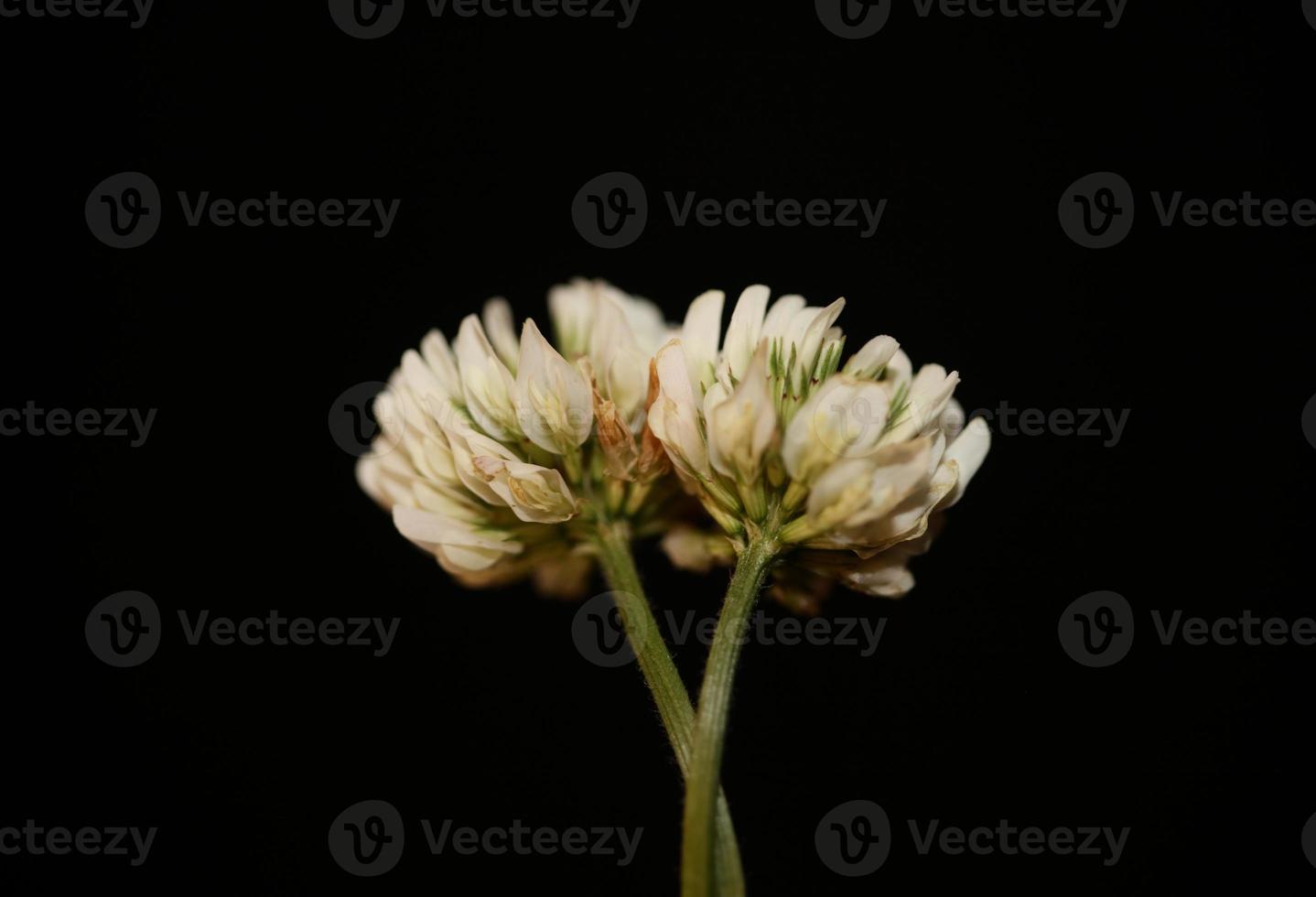 blomma blomma närbild bakgrund trifolium nigrescens leguminosae foto