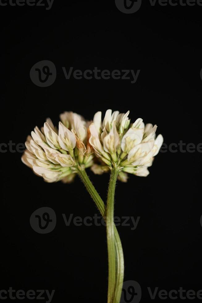 blomma blomma närbild bakgrund trifolium nigrescens leguminosae foto