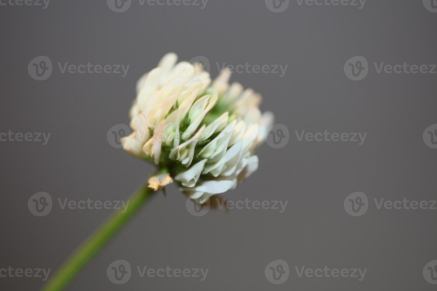 blomma blomma närbild bakgrund trifolium nigrescens leguminosae foto