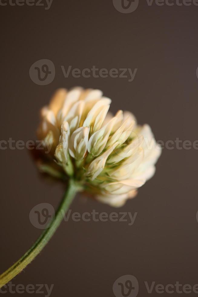 blomma blomma närbild bakgrund trifolium nigrescens leguminosae foto