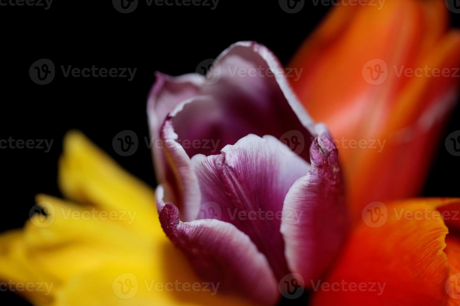 tulpan blomma närbild bakgrund familj liliaceae botaniska moderna foto