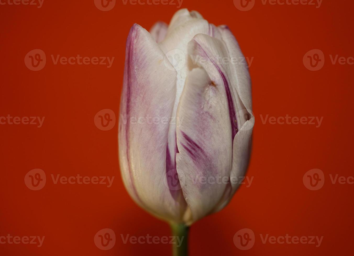 tulpan närbild bakgrund familj liliaceae botaniska moderna tryck foto