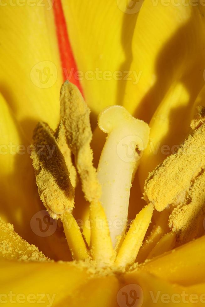 tulpan närbild bakgrund familj liliaceae botaniska moderna tryck foto